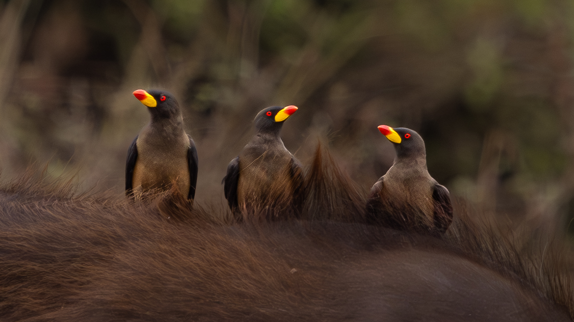 Oxpecker auf einem Büffel im Queen Elizabeth Nationalpark.