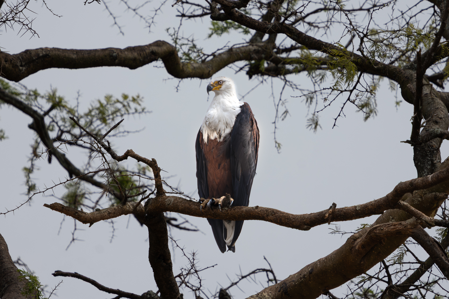 African Fish Eagle auf einem Ast im Queen Elizabeth Nationalpark.
