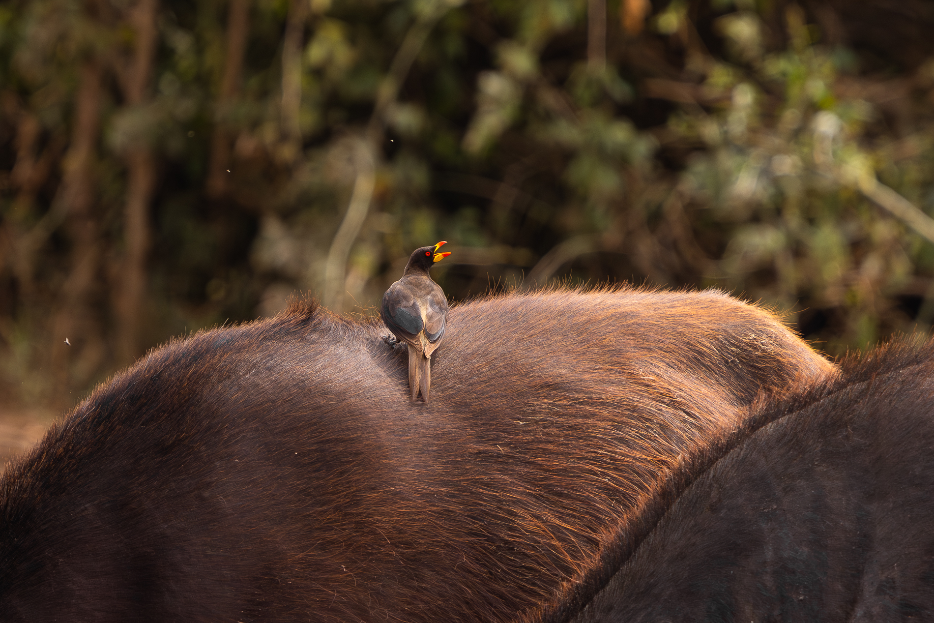 Oxpecker auf einem Büffel im Queen Elizabeth Nationalpark.
