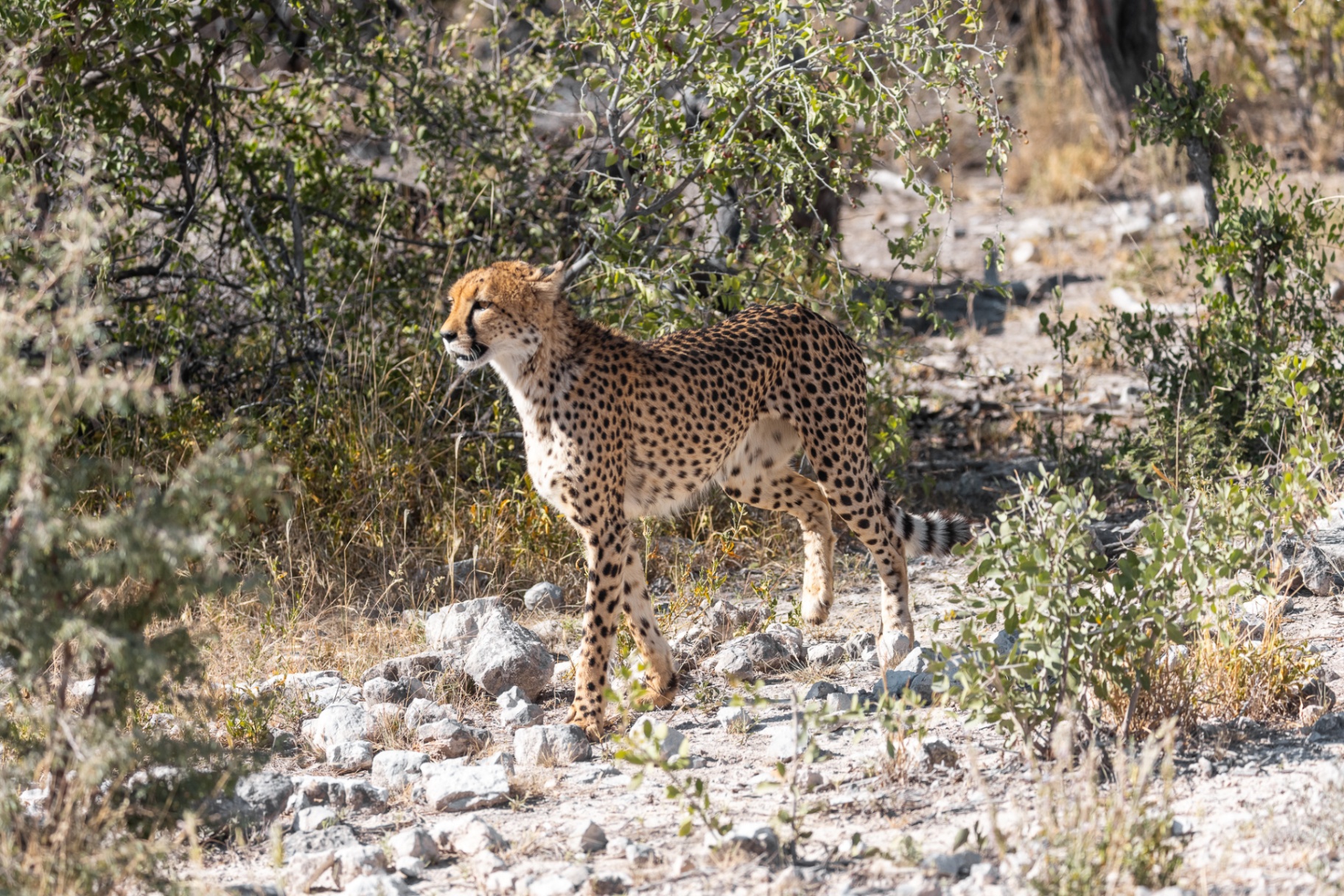 Gepard läuft durch den Busch in Etosha, Namibia