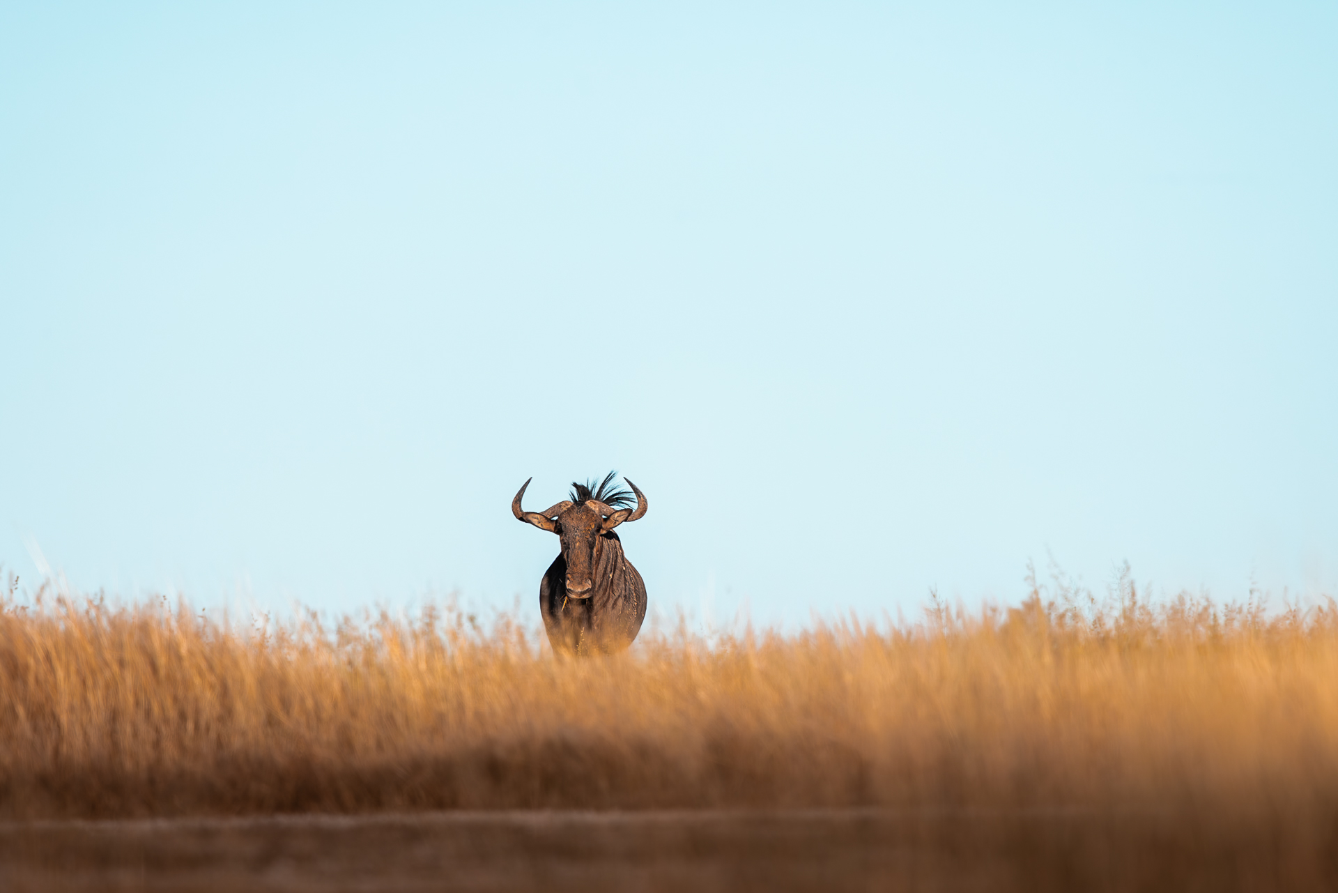 Einzelnes Gnu schaut über hohes goldenes Grasland in Etosha