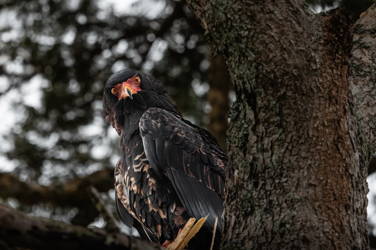 Vogelvielfalt