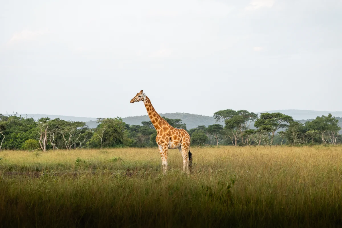 Rothschild-Giraffen auf Augenhöhe