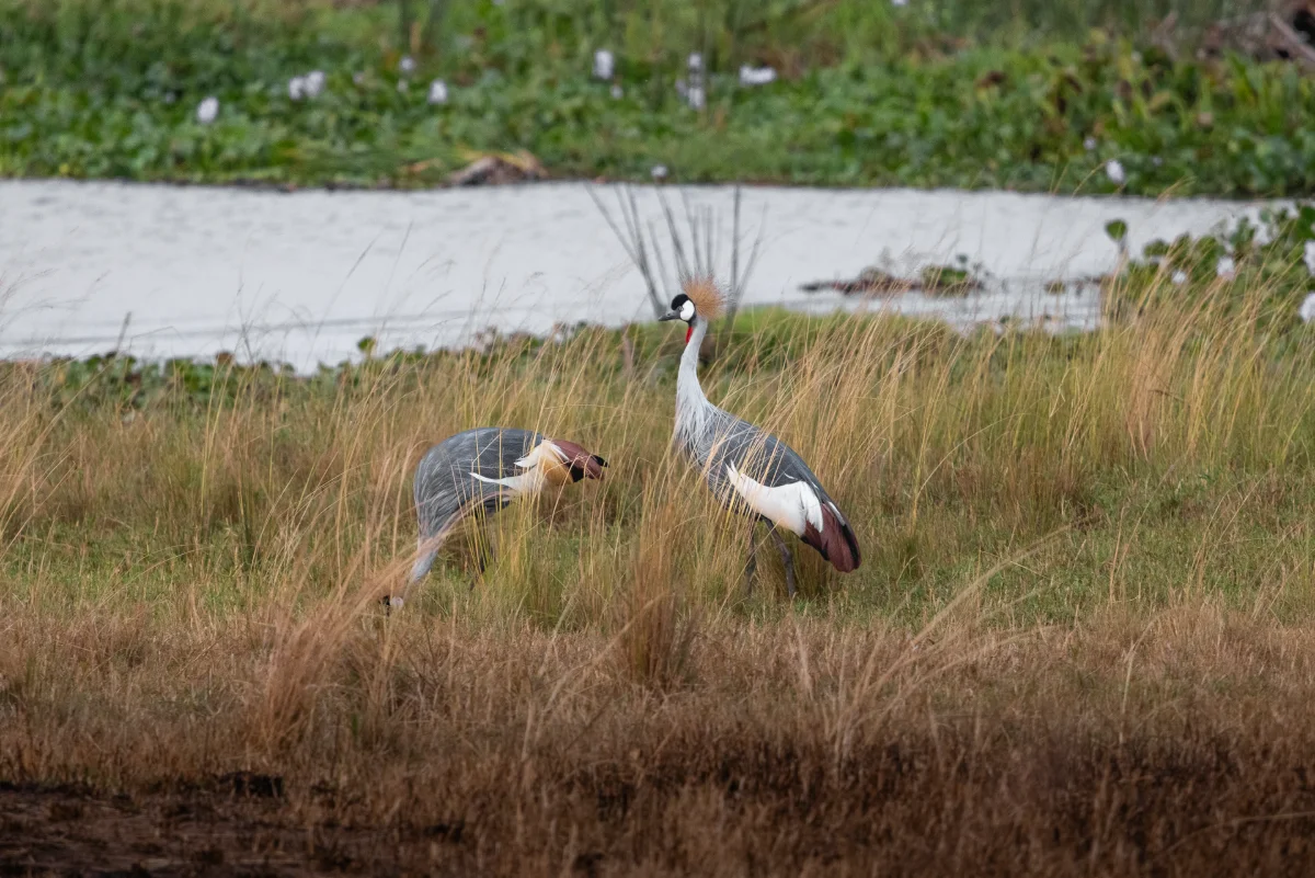 Tag 2: Murchison Falls Nationalpark – Murchison Falls Nationalpark, Uganda – Foto 3