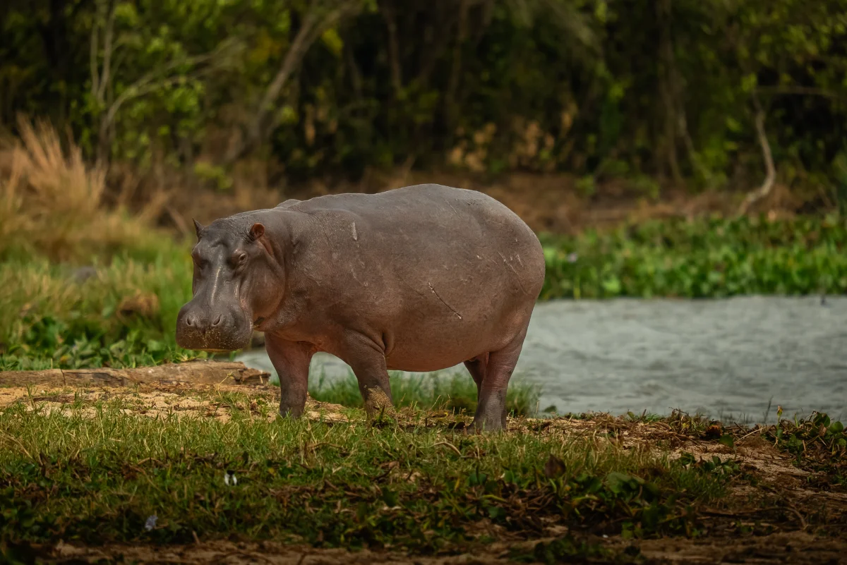 Bootssafari Victorianil