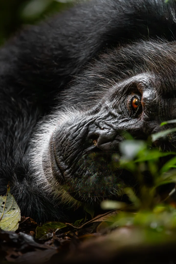 Schimpanse im Kibale Forest, Uganda