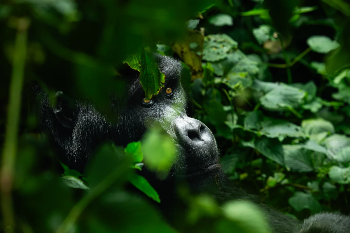 Bwindi Impenetrable Forest — eine Stunde Auge in Auge mit Berggorillas