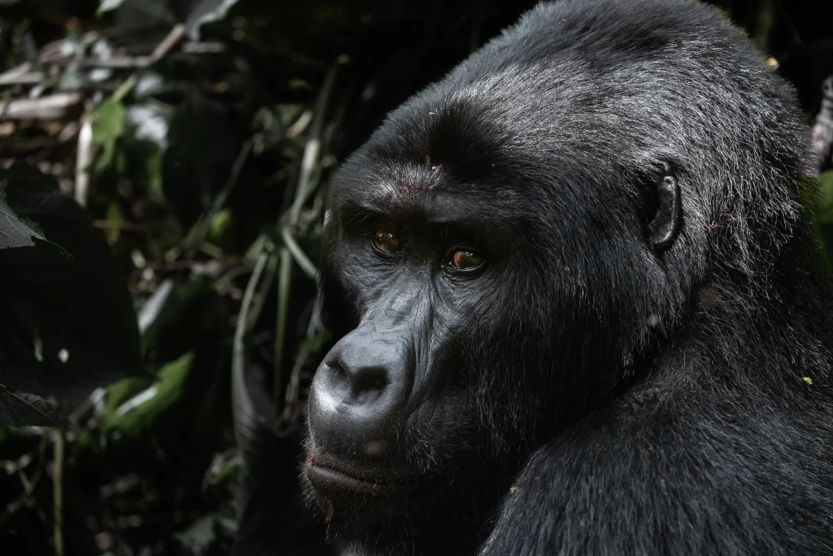 Trekking-Gruppe im Bwindi Regenwald