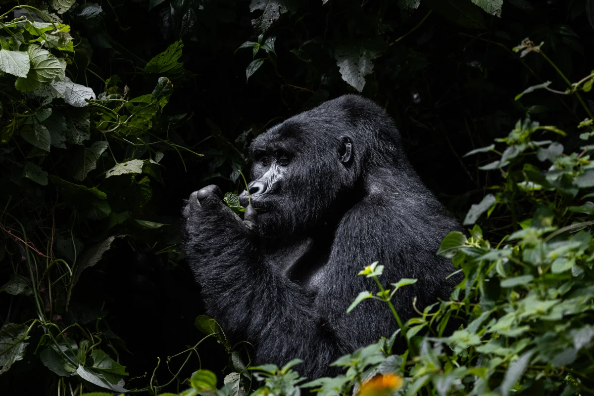 Berggorilla beim Fressen im Bwindi Nationalpark