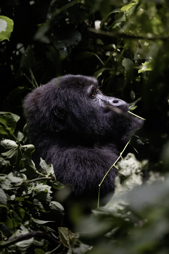 1. Gorilla-Trekking im Bwindi