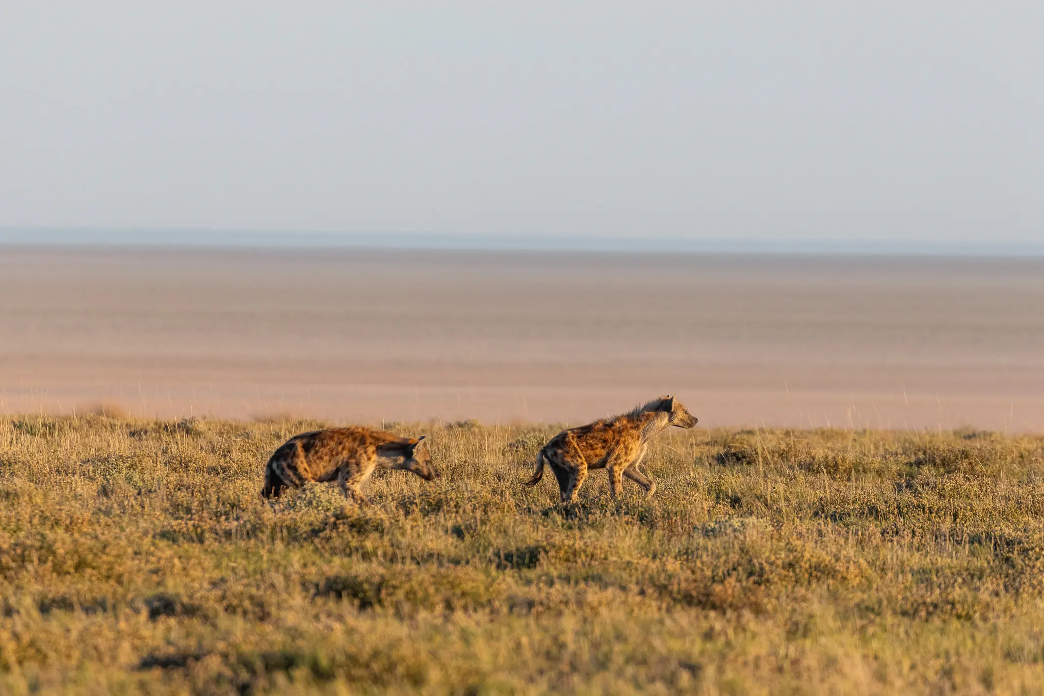 Tag 6: Safari – Etosha Nationalpark, Namibia – Foto 1