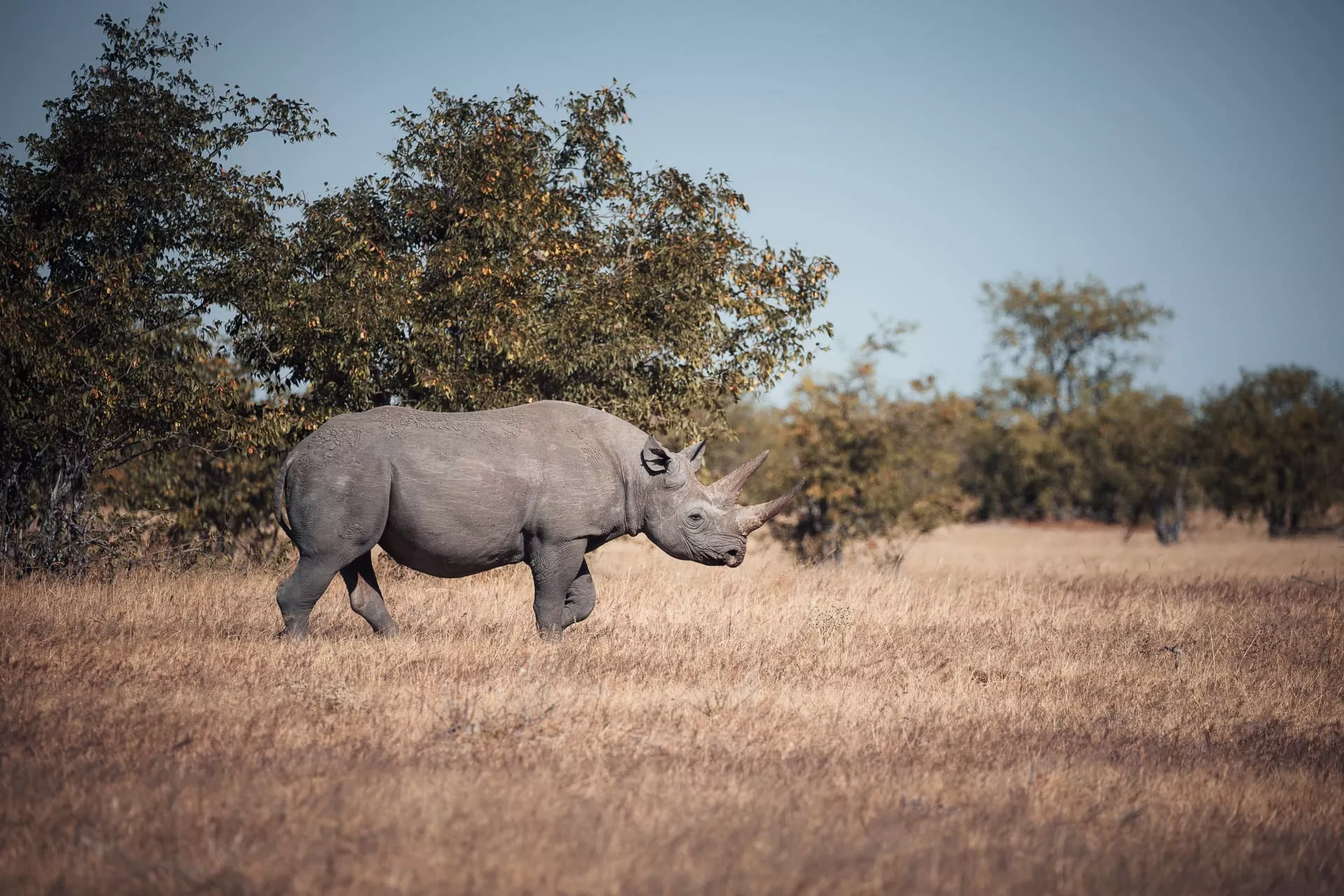 Tag 6: Safari – Etosha Nationalpark, Namibia – Foto 2