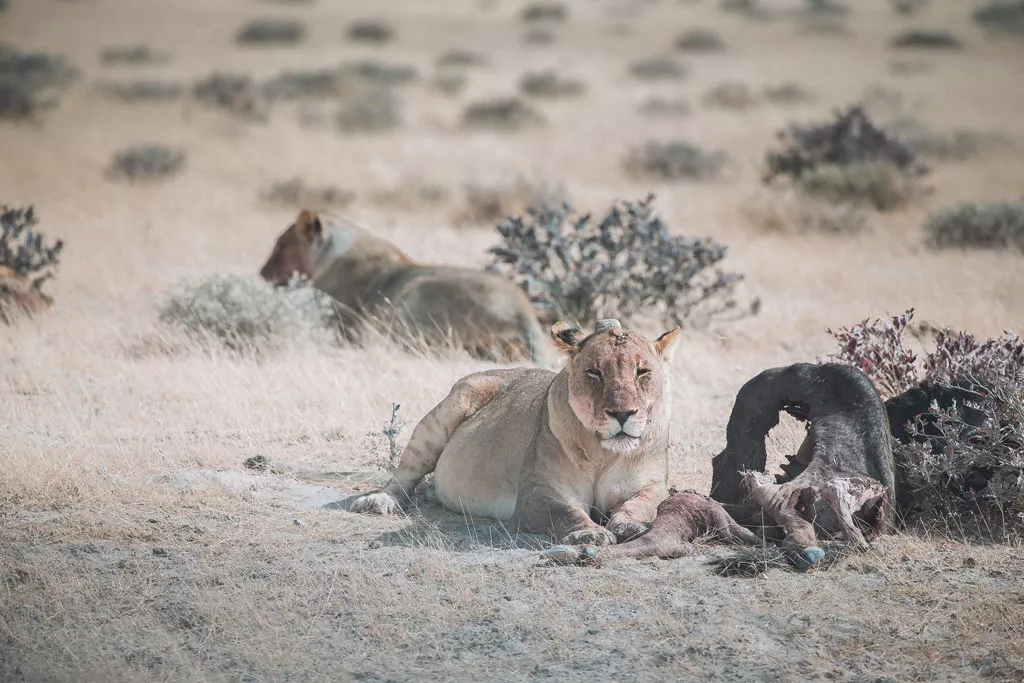 Tag 6: Safari – Etosha Nationalpark, Namibia – Foto 3