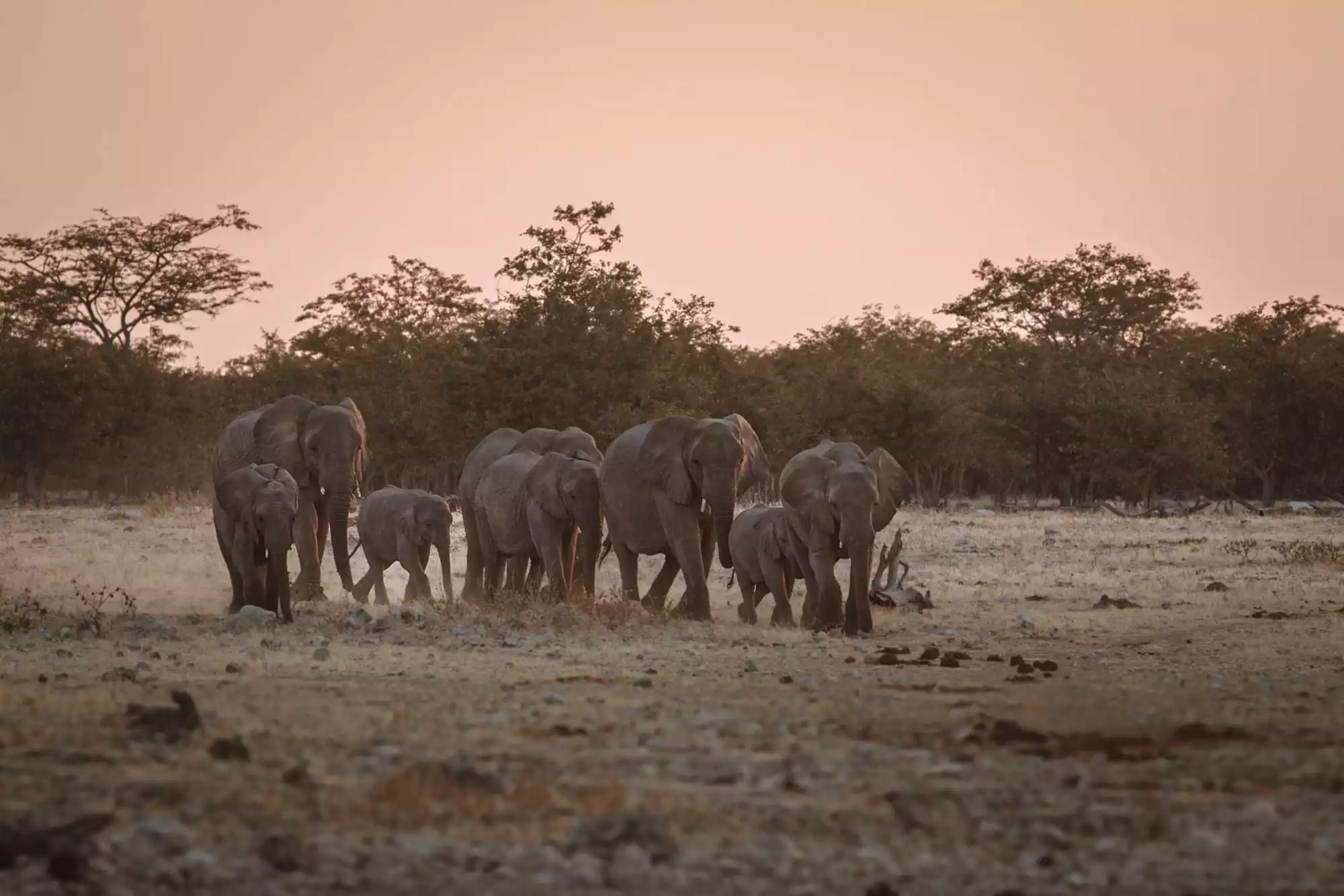 Etosha-Nationalpark