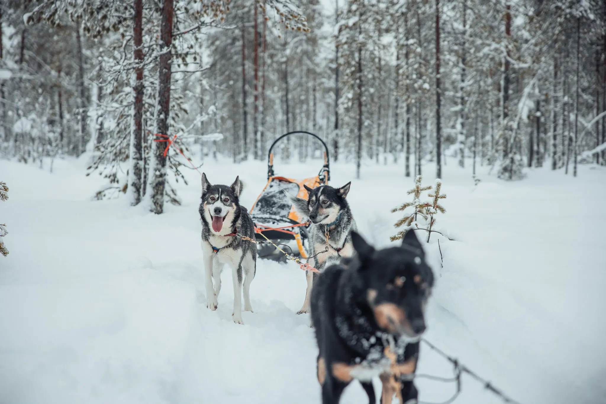 Tag 4: Hundeschlittentour – Taivalkoski, Finnland – Foto 2