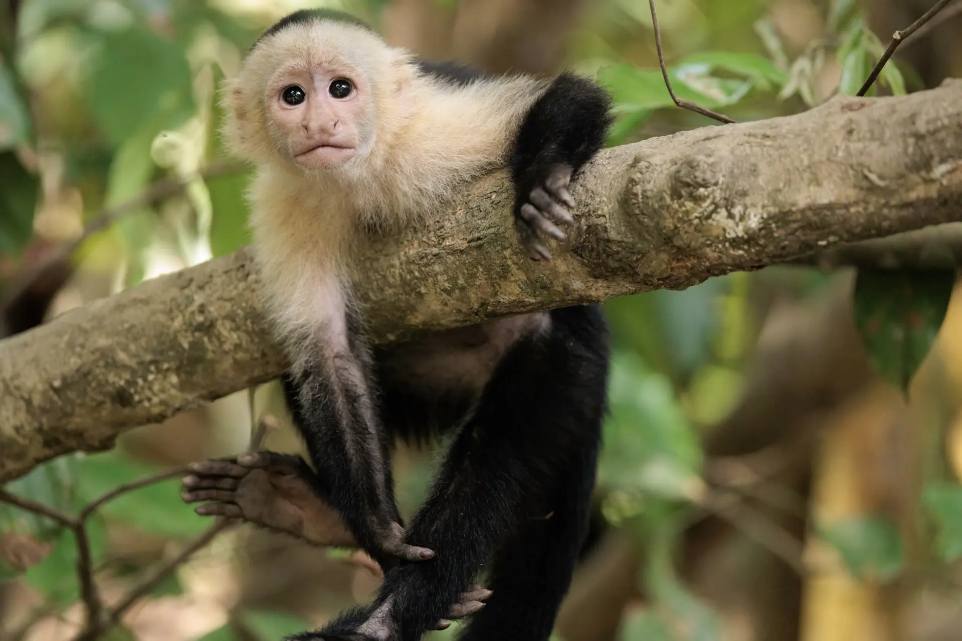 Tag 10: Mangroven Tour & Rückkehr nach San José – Drake Bay, Costa Rica – Foto 2