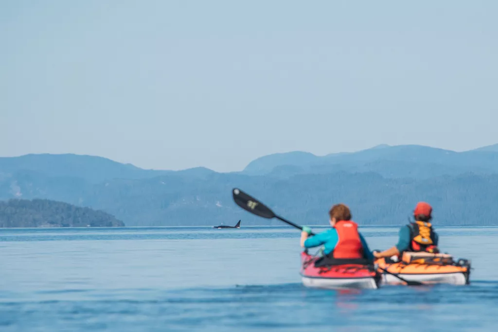 Tag 4: Kajaken mit Orcas – Hanson Island, Kanada – Foto 2