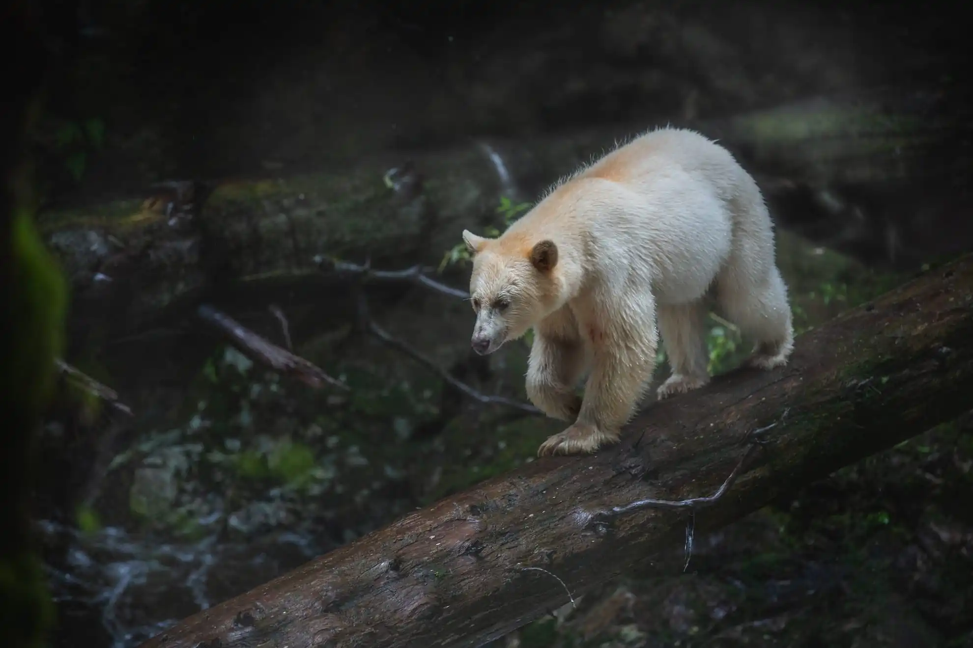 Tag 7: Grizzly Bär Tour zum Great Bear Rainforest – Great Bear Rainforest, Kanada