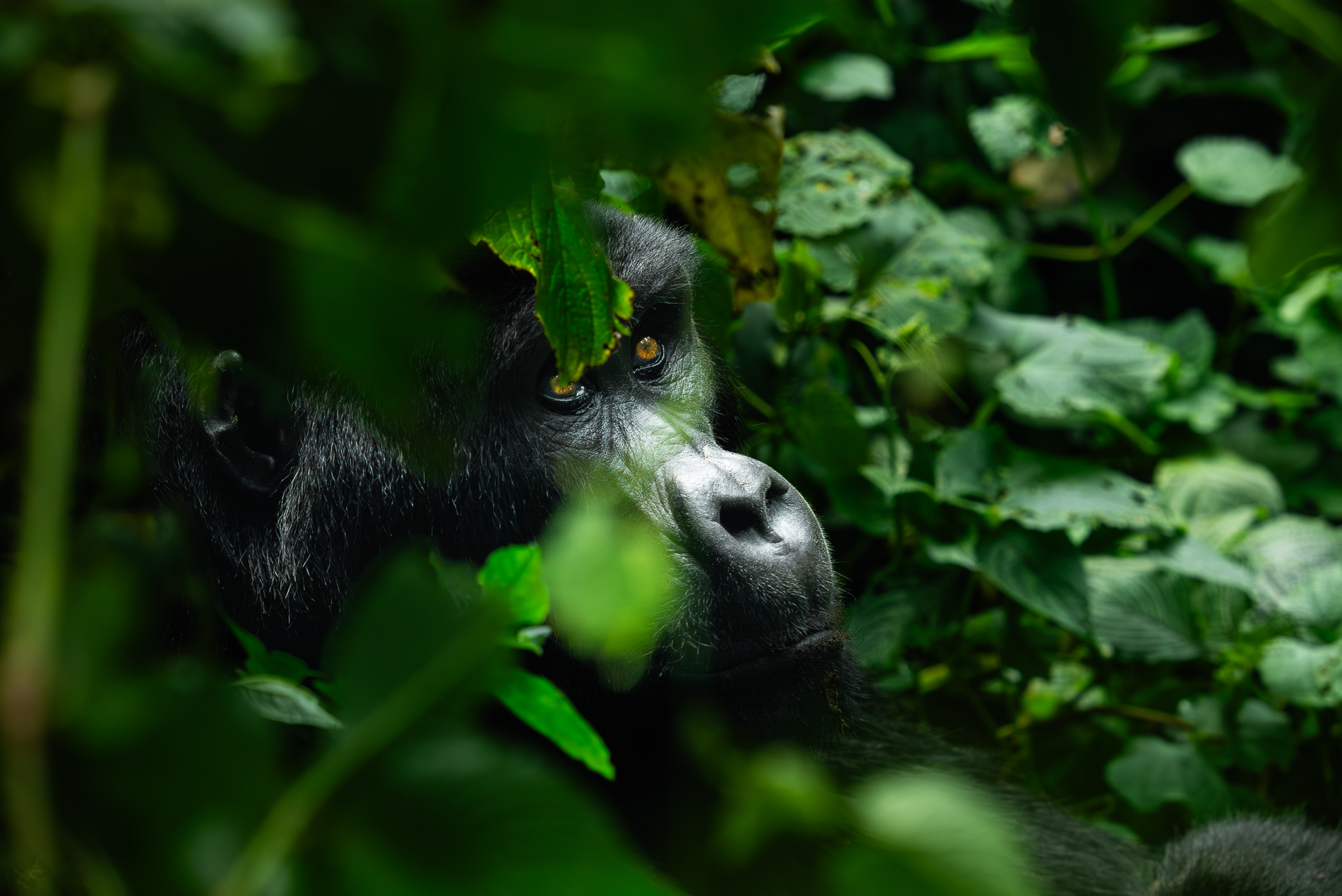 Uganda — Berggorillas, Schimpansen und 5 Nationalparks in 11 Tagen