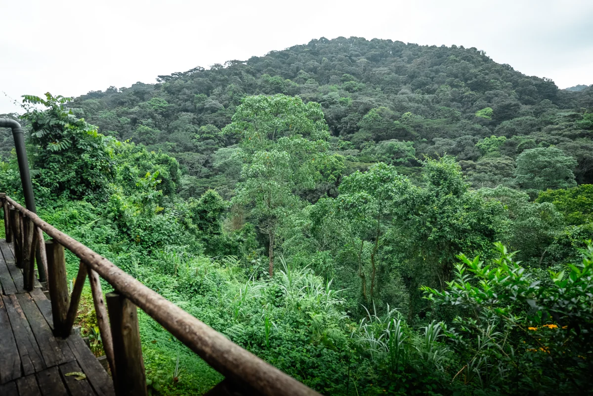 Gorilla Valley Lodge