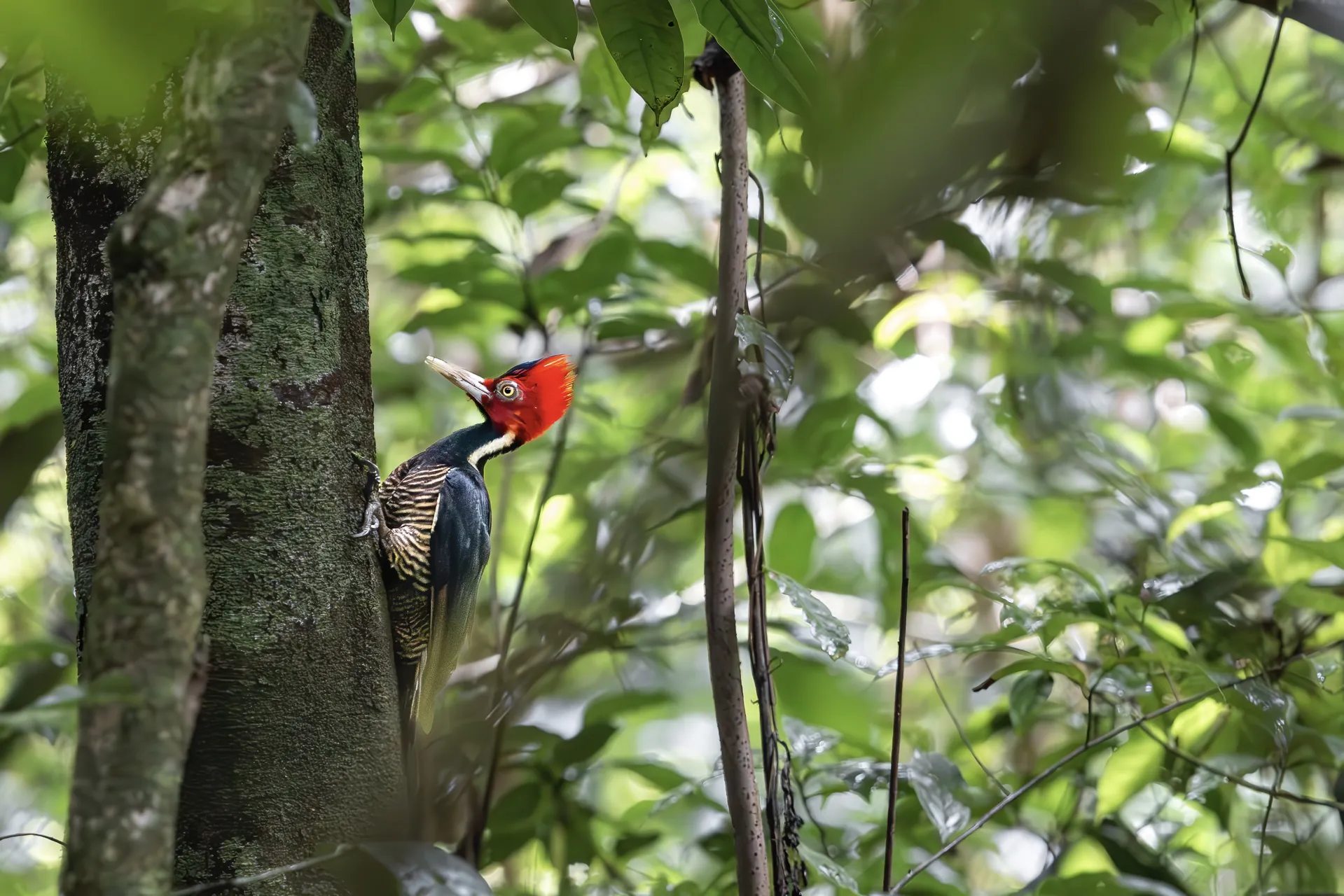 Wildes Grünes Costa Rica - Bild 4