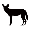 Wildhunde