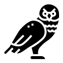 Weißkopfseeadler