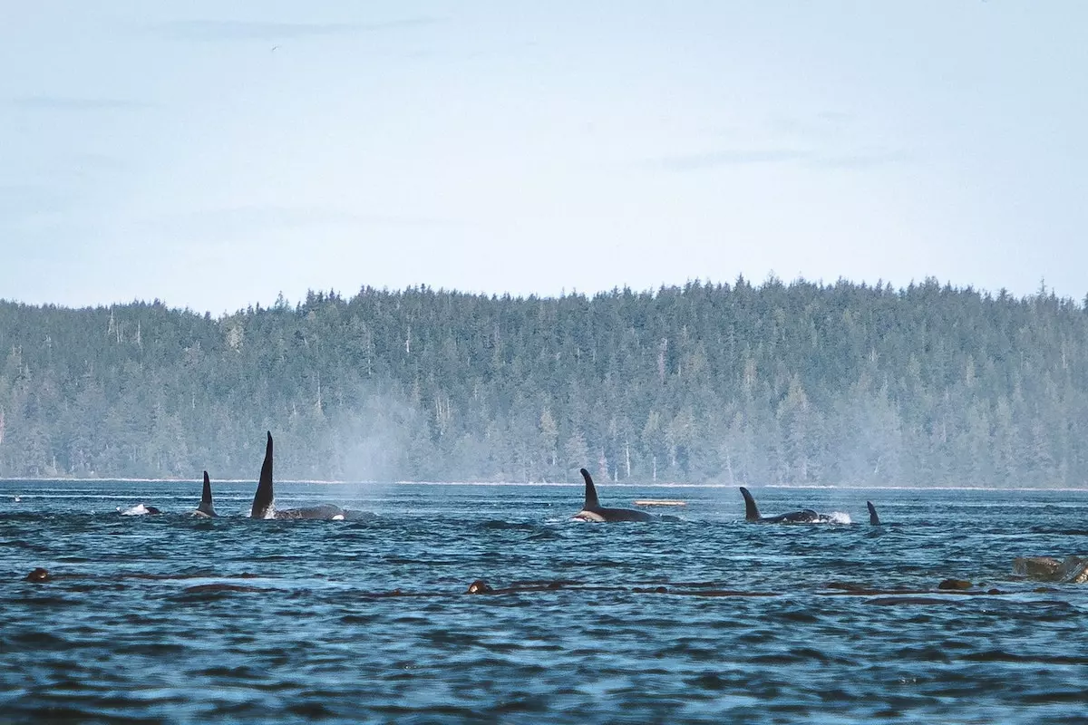Kajaken mit Orcas und Bärensafari in British Columbia - Bild 2