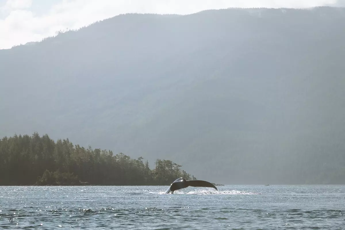 Kajaken mit Orcas und Bärensafari in British Columbia - Bild 3