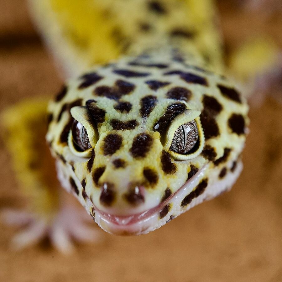 Living Desert Tour