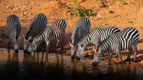 Tag 10: Die Savanne der Zebras & Giraffen – Lake Mburo, Uganda – Foto 1
