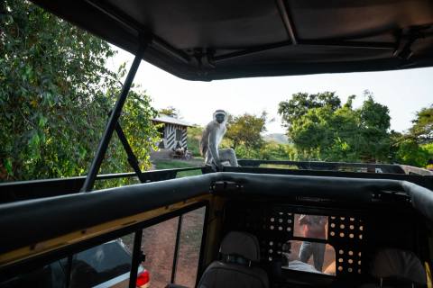 Tag 10: Die Savanne der Zebras & Giraffen – Lake Mburo, Uganda – Foto 3