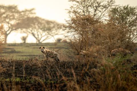 Tag 2: Murchison Falls Nationalpark – Murchison Falls Nationalpark, Uganda – Foto 1