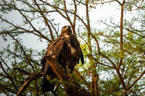 Tag 2: Murchison Falls Nationalpark – Murchison Falls Nationalpark, Uganda – Foto 2