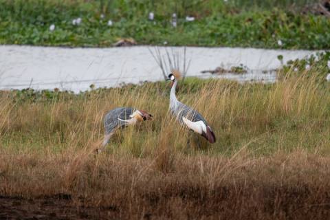 Tag 2: Murchison Falls Nationalpark – Murchison Falls Nationalpark, Uganda – Foto 3