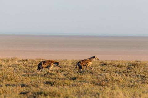 Tag 6: Safari – Etosha Nationalpark, Namibia – Foto 1