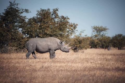 Tag 6: Safari – Etosha Nationalpark, Namibia – Foto 2