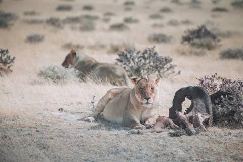 Tag 6: Safari – Etosha Nationalpark, Namibia – Foto 3