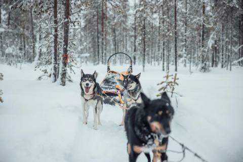 Tag 4: Hundeschlittentour – Taivalkoski, Finnland – Foto 2