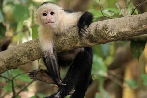 Tag 10: Mangroven Tour & Rückkehr nach San José – Drake Bay, Costa Rica – Foto 2
