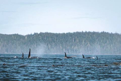 Tag 4: Kajaken mit Orcas – Hanson Island, Kanada – Foto 1
