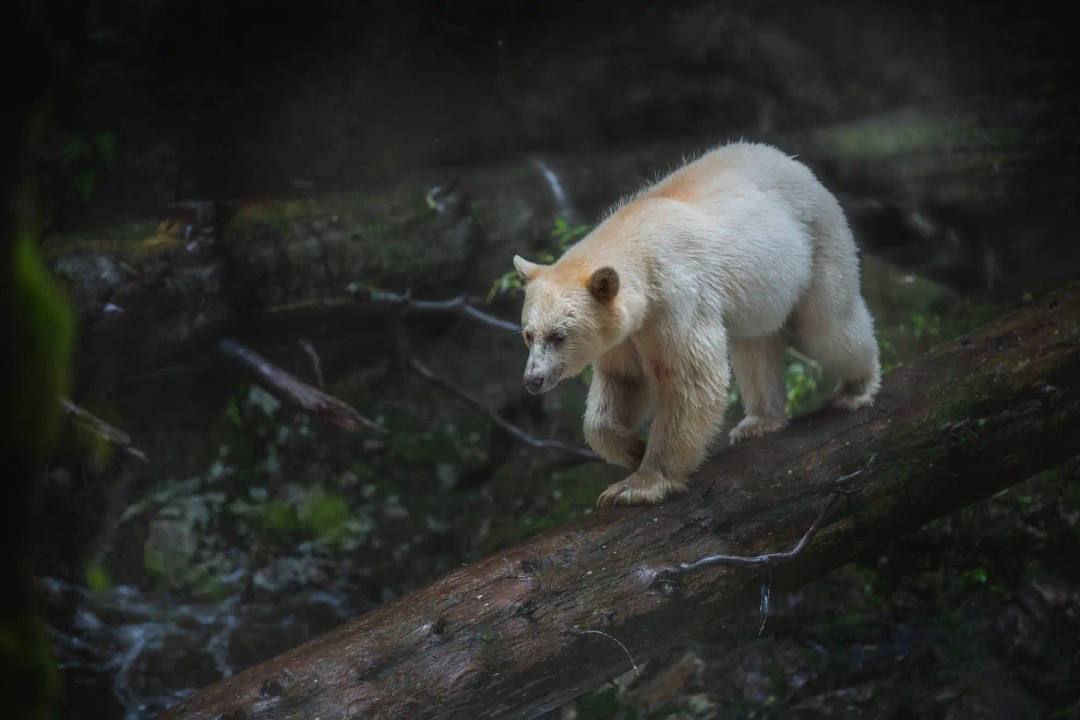 Tag 7: Grizzly Bär Tour zum Great Bear Rainforest – Great Bear Rainforest, Kanada