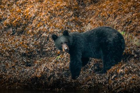 Tag 7: Grizzly Bär Tour zum Knight Inlet – Great Bear Rainforest, Kanada – Foto 1
