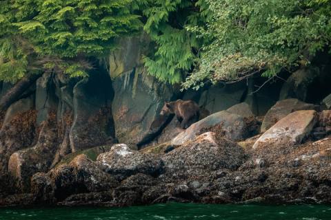 Tag 7: Grizzly Bär Tour zum Knight Inlet – Great Bear Rainforest, Kanada – Foto 2