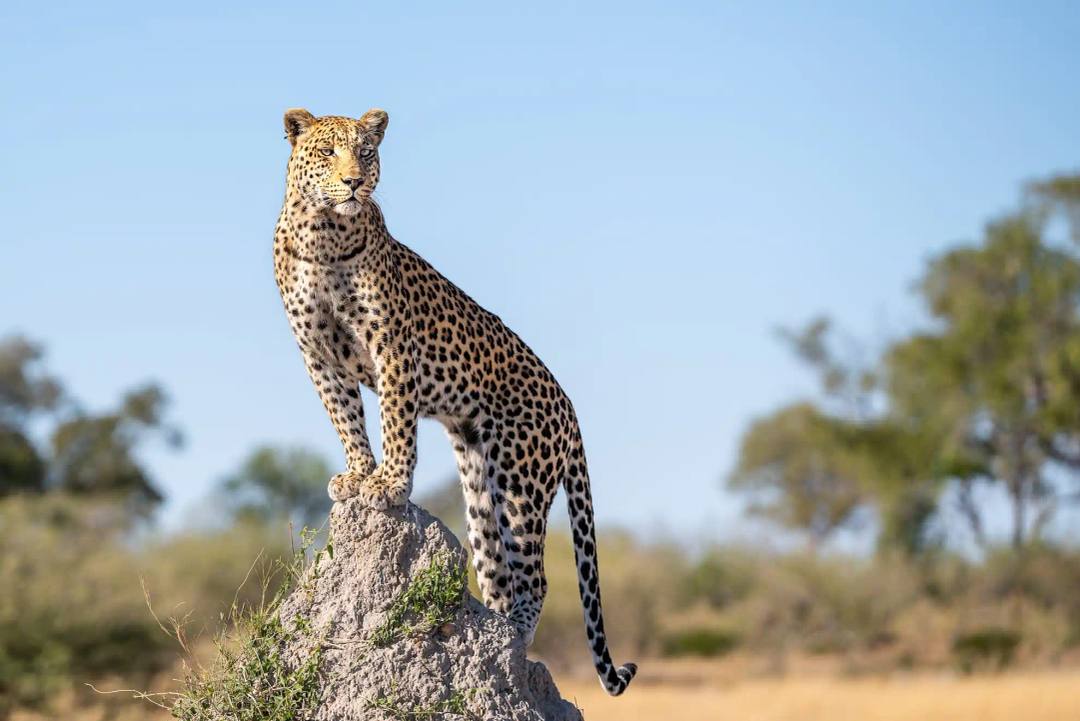 Tag 7: Auf Pirsch im Khwai-Gebiet – Khwai Schutzgebiet, Botswana