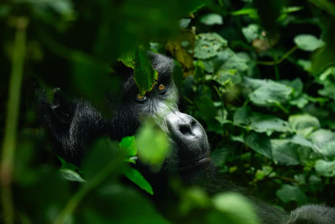 Uganda: Gorillas, Schimpansen & Safari - Bild 2