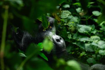 Uganda: Gorillas, Schimpansen & Safari - Bild 1