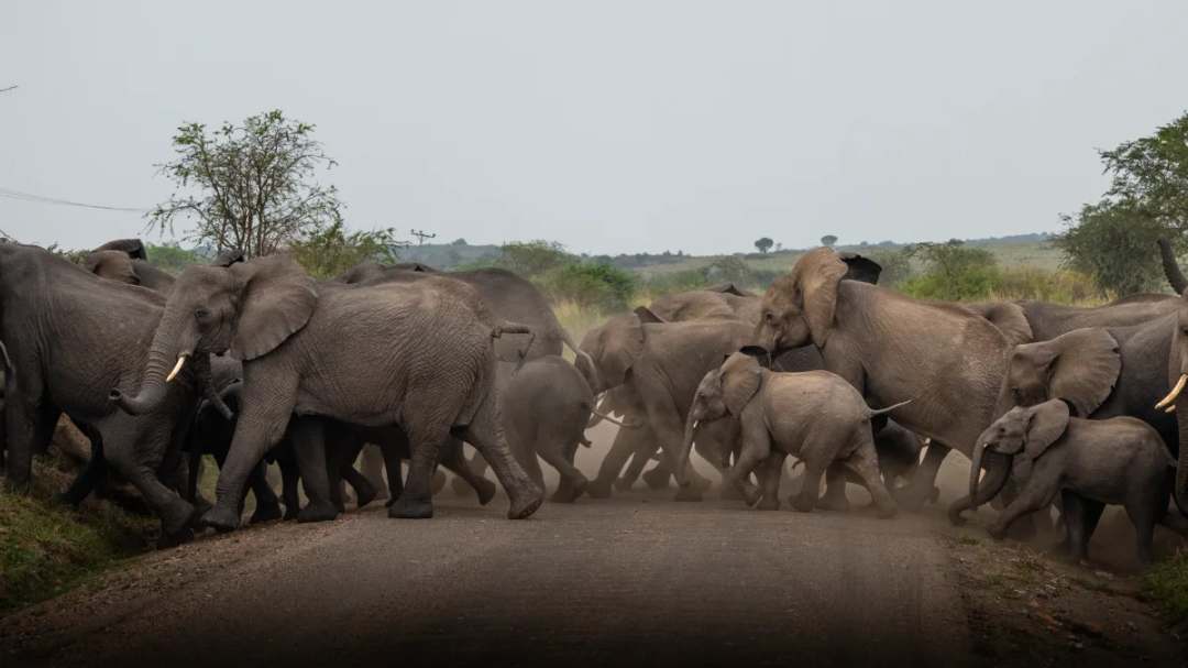 Uganda: Gorillas, Schimpansen & Safari - Bild 3