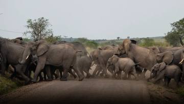 Uganda: Gorillas, Schimpansen & Safari - Bild 2