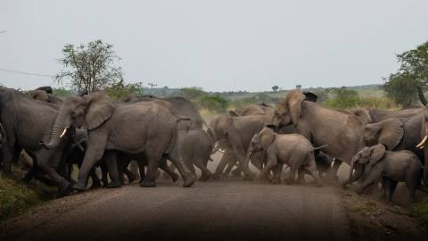 Uganda: Gorillas, Schimpansen & Safari – Impression 3